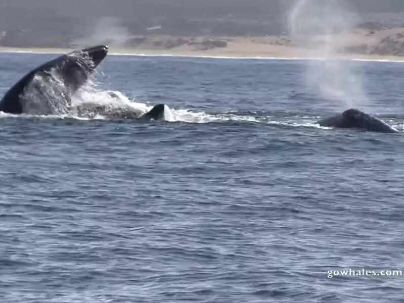 a whale jumping out of the water