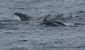 an animal swimming in the water