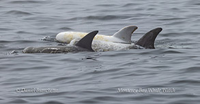 a dolphin swimming in a body of water