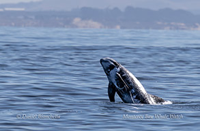 a whale jumping out of a body of water