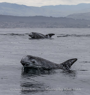 whales swimming on a body of water