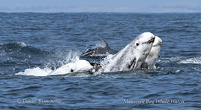 a whale swimming in a body of water