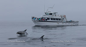 a flock of seagulls flying over a body of water