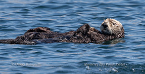 a bird swimming in water