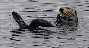 a dog swimming in a body of water