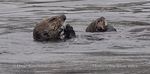 an animal swimming in the water