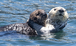 a dog swimming in a body of water