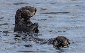 sea otters swimming in a body of water