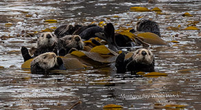 a flock of seagulls are swimming in the water