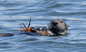 a bird swimming in water