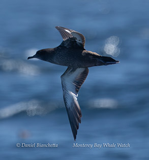 a bird flying in the sky