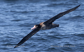 a bird flying over a body of water