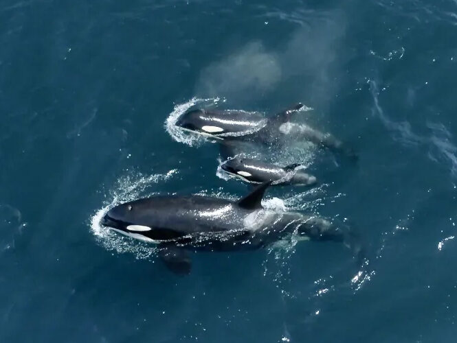 an animal swimming in the water