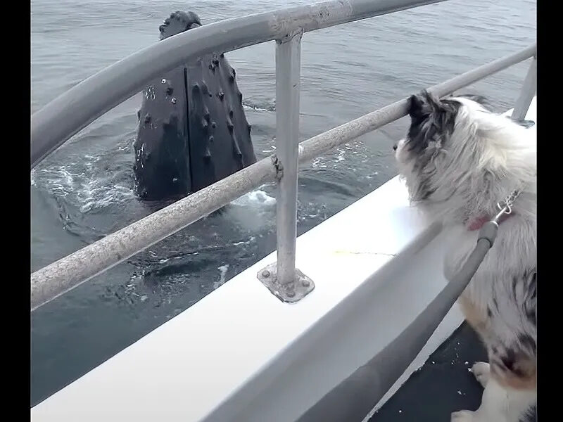 a dog sitting in the water