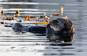 a bird swimming in water