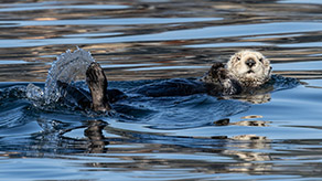a bird swimming in water
