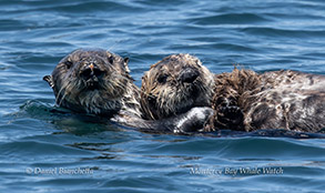 a bird swimming in water