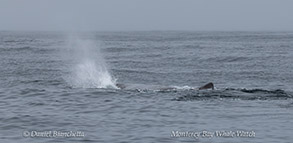 a whale jumping out of the water