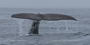 a whale jumping out of the water