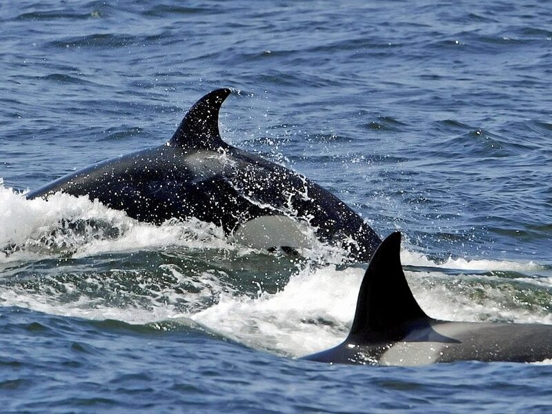 a small animal in a body of water