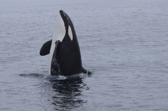 a whale jumping out of the water