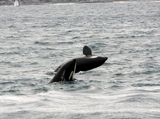 a person riding a surf board on a body of water