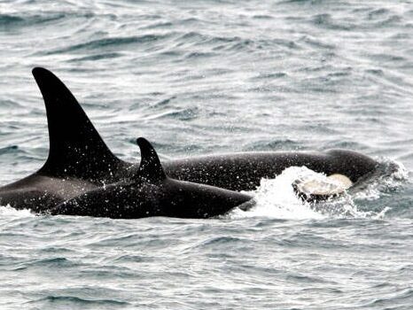 a dolphin jumping out of the water