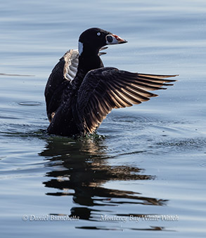 a bird swimming in water