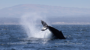 a whale jumping out of the water