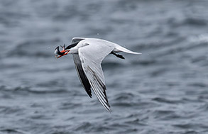 a bird flying over a body of water