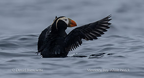 a bird flying over a body of water
