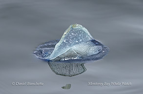 a close up of an animal