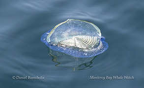 a jellyfish floating in the water
