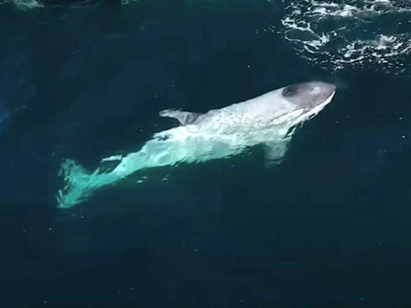 Frosty the white orca swimming in California's Monterey Bay.