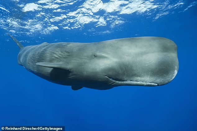 a large fish in the water