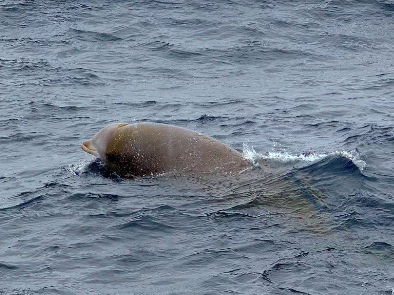 a dog swimming in a body of water