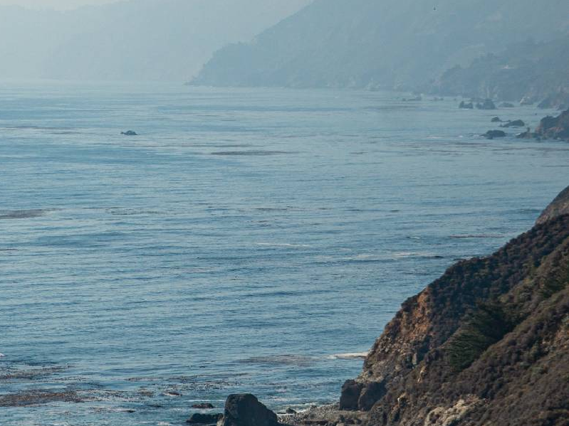 orcas swam around the minke whale carcass