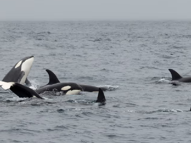 a dolphin swimming in a body of water