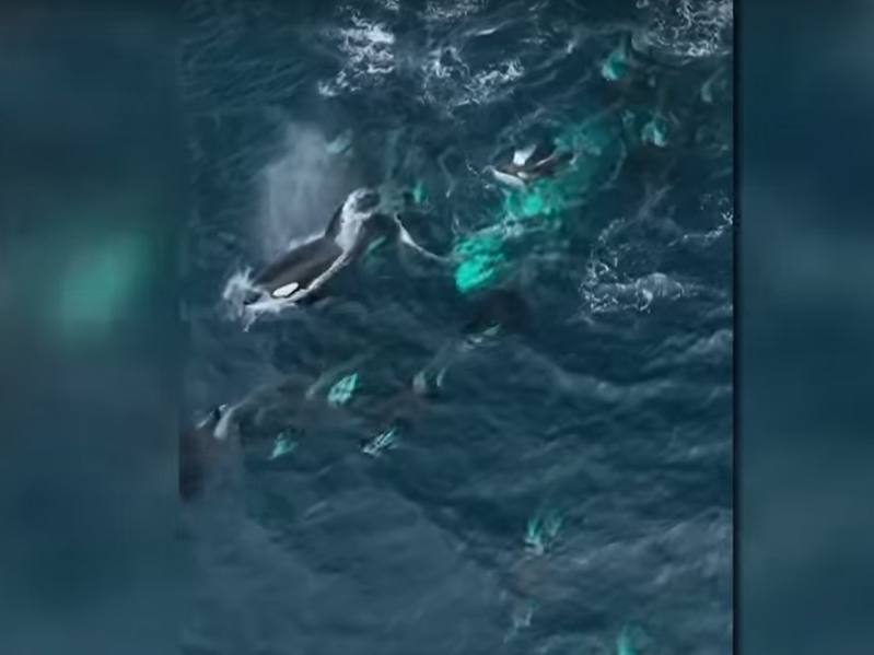 a bird swimming in water