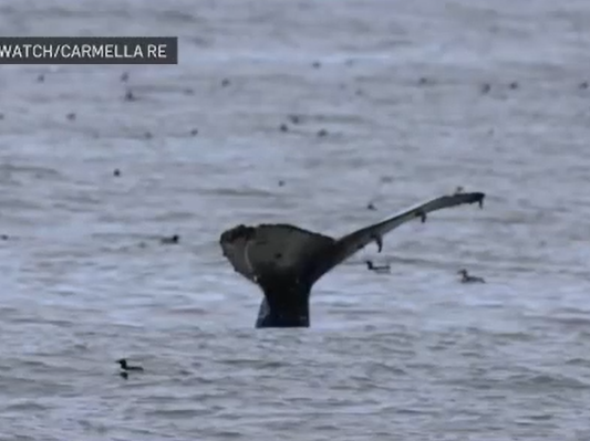 a bird sitting on top of a body of water