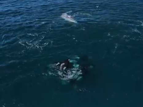 a man swimming in the water