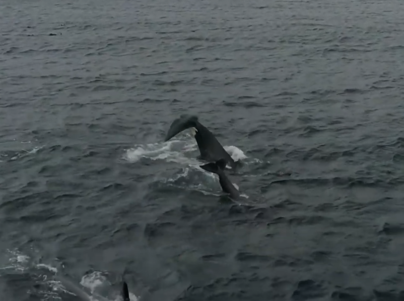 a man swimming in a body of water