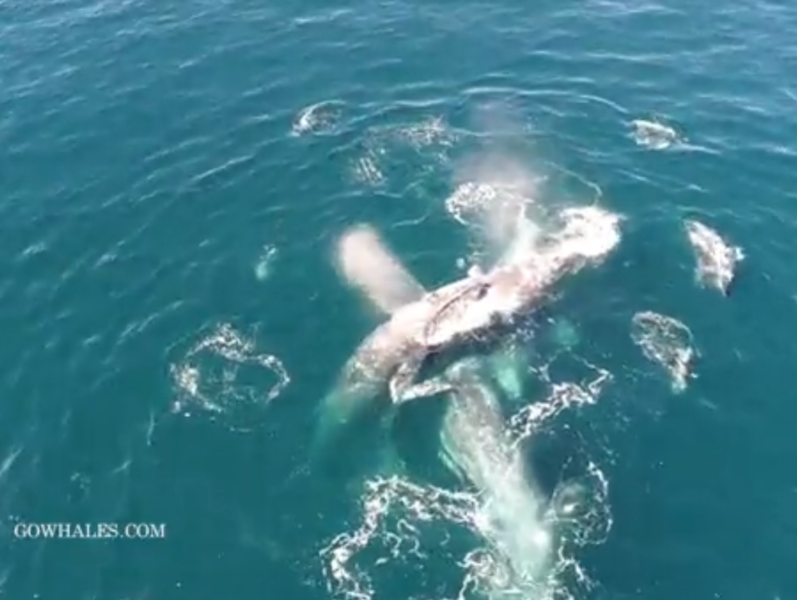 a person swimming in water