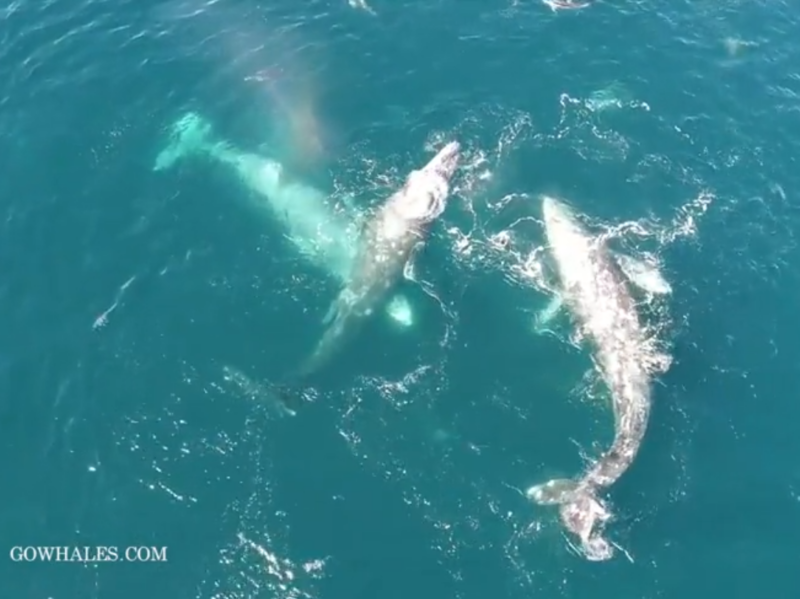 a person swimming in water