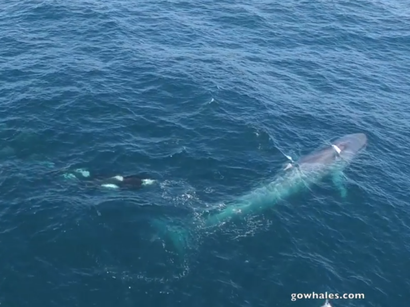 a fish swimming under water