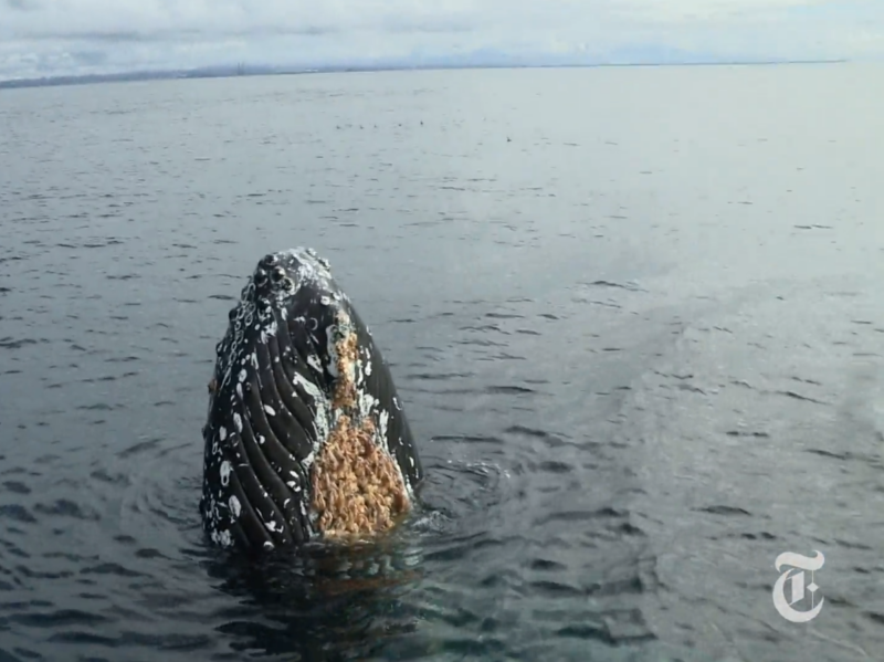 a bird swimming in water next to a body of water