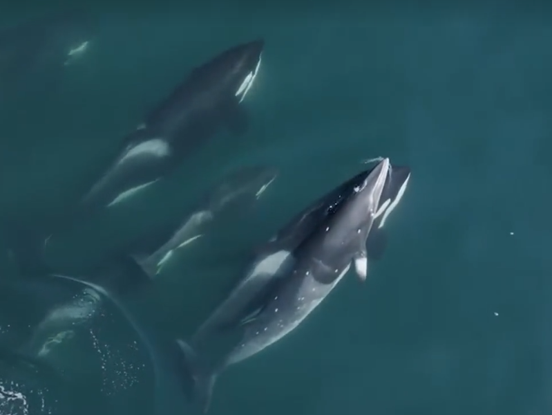 a fish swimming under water