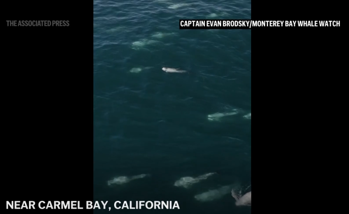 graphical user interface, website