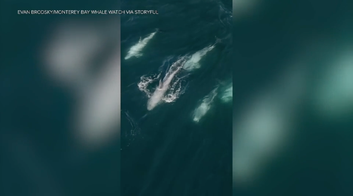 graphical user interface, website