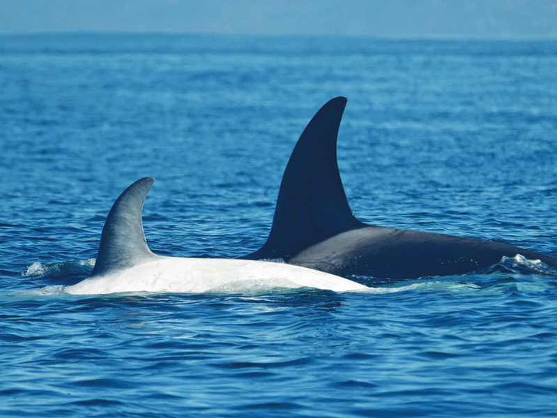 a large body of water